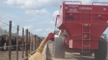 La BCR estimó que el consumo de maíz forrajero en Argentina será de 12,3 millones de toneladas
