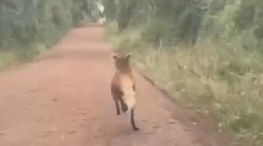 Un aguará guazú fue visto por primera vez en el Parque Nacional Iguazú