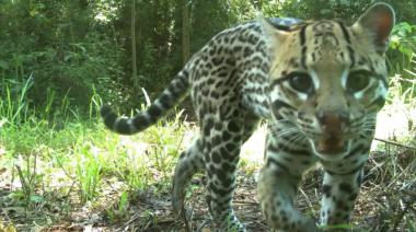 Huellita, la ocelote más longeva del mundo vive en Misiones