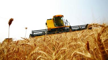 Con una cosecha de 23 millones de toneladas, el trigo apunta a una campaña récord