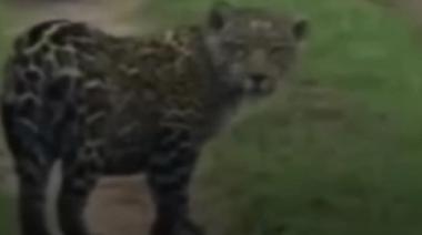 Esteros del Iberá: crece la población de yaguaretés con un nuevo avistaje