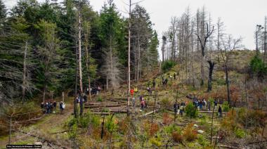 Chubut: plantan 17.000 árboles para recuperar el bosque nativo afectado por el fuego