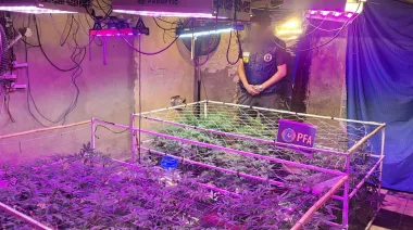 Descubren un vivero indoor con más de 900 plantas de marihuana en Avellaneda