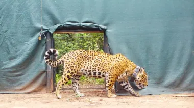 Liberaron a “Acaí”, una hembra de yaguareté en el Parque Nacional El Impenetrable