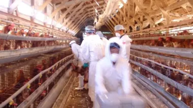 Europa en alerta por el avance temprano de la gripe aviar