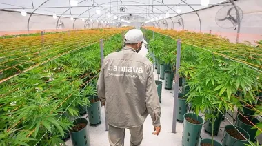 Decreto de Petro sobre cannabis: ¿beneficio social o para grandes empresas?