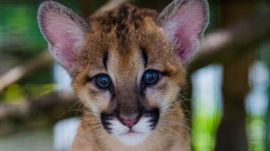 Córdoba: joven condenado por matar a un puma deberá capacitarse en fauna