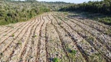 Vida Silvestre y ArgenINTA: ¿cómo es el nuevo plan para los bosques nativos?