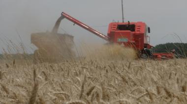 El primer lote del trigo 2025/26 llegó desde el Chaco y se vendió a $316.000