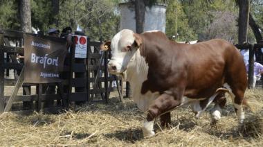 Crece el interés en genética ganadera: las ventas de toros crecieron un 15%