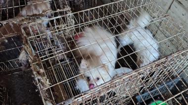 Rescatan a 87 perros que estaban desnutridos y abandonados en una casa de Córdoba