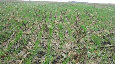 Argentina promueve el uso de biochar para capturar carbono y generar nuevos negocios
