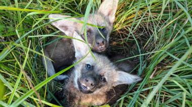 Dos cachorros de aguará guazú, rescatados de Iberá, son rehabilitados en Temaikèn