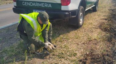 Rescatan a una cría de oso melero que escapaba de los incendios forestales en Orán