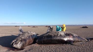 Biólogas investigan el varamiento de 26 orcas en el norte de Tierra del Fuego