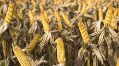 Buenas noticias para el maíz: cae la presencia de la chicharrita en el NOA y NEA