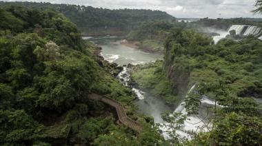 En Misiones, los créditos de carbono cuidan el medioambiente y generan divisas