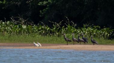 Entre Ríos lanza una campaña para proteger las colonias de aves autóctonas del río Uruguay