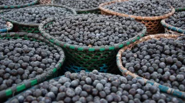 El lado oscuro del açaí: ¿puede salvar la biodiversidad en la Amazonía?