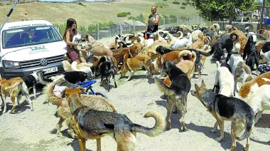 Marruecos: denuncian matanzas de perros antes del Mundial 2030