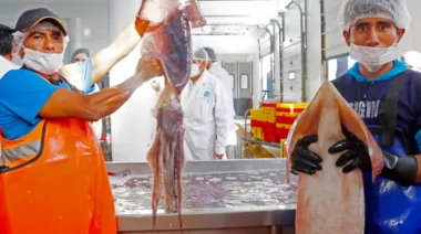 ¿Perú a la vanguardia? El calamar gigante y un cambio radical en su pesca