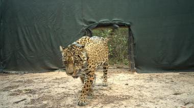 Hallan radiocollar de Acaí, la yaguareté liberada en el Impenetrable, temen posible ataque