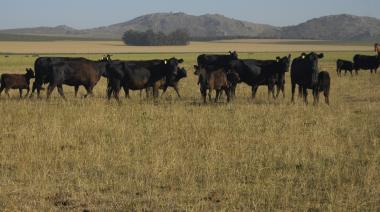 La ganadería argentina, ante el desafío de producir más carne sin aumentar el rodeo