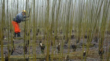 “Riesgo nulo”: el mensaje del sector forestal argentino tras una nueva prórroga europea sobre deforestación