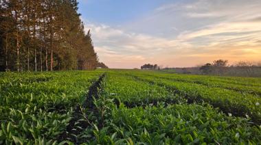 De Misiones al mundo:  como es el primer té argentino con baja huella de carbono