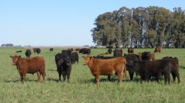 En dólares, los créditos para el sector ganadero crecieron un 20%