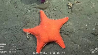 Expedición científica de la UBA: buscan ecosistemas inexplorados en el mar Argentino