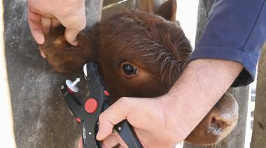 Ganadería: cómo será la nueva identificación electrónica obligatoria para el rodeo bovino