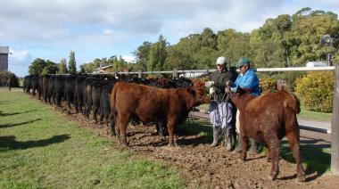 Cuánto gastarán los productores ganaderos en 2025, según la Bolsa de Comercio de Rosario