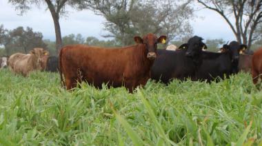 La industria frigorífica, en alerta ante la posible prórroga de la ley de deforestación europea