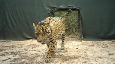 El Impenetrable: se busca a la yaguareté Acaí, ofrecen recompensa de $250 millones