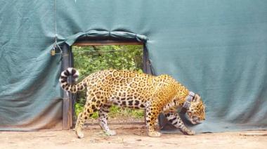 Muerte de Acaí: cuánto costó el daño ambiental por la cacería del yaguareté, Monumento Natural