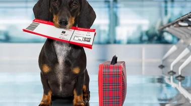 Viajar con mascotas, una tendencia que crece