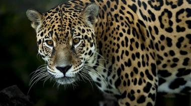 Día del Yaguareté: especialistas alertan sobre su conservación