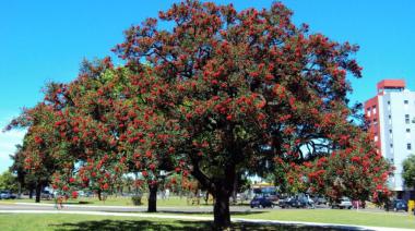 ¿Por qué el ceibo es símbolo de resistencia y flor nacional en Argentina?