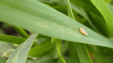 Chicharrita del maíz: la Red Nacional destacó baja incidencia, pero advirtió que no se debe bajar la guardia