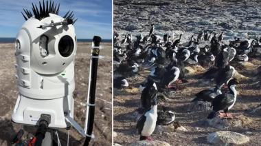 Cómo es el streaming que protagonizan pingüinos y aves marinas en Chubut