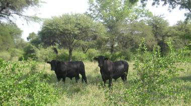 Calor extremo: las recomendaciones de SENASA para cuidar el rodeo bovino