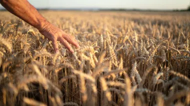 Súper cosecha de trigo sin techo: los nuevos números que entusiasman al gobierno