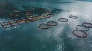 Argentina reabre el debate del salmón y mira el modelo chileno en la Patagonia