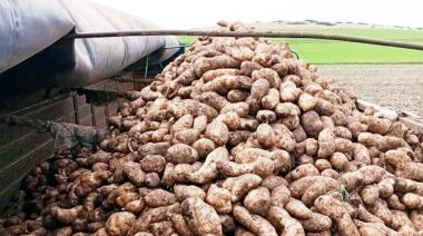 Once meses “en rojo”: la producción de papa tuvo un 2025 para el olvido 