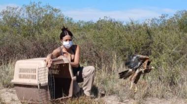 Mendoza: liberan caranchos y gavilanes rescatados del tráfico ilegal