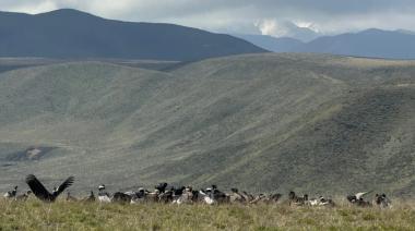 Récord histórico: avistan más de 90 cóndores andinos juntos en Mendoza