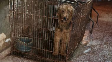 Clausuran un criadero ilegal en Saavedra y rescatan a 23 perros que vivían hacinados en jaulas