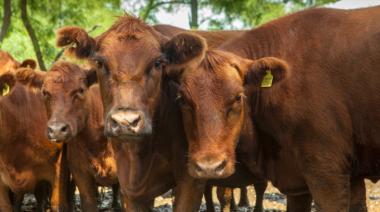 Cómo impactan los cambios del SENASA en los movimientos de vacas y toros
