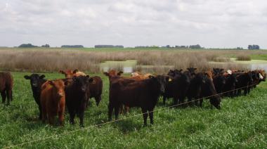 Faena en línea: productores ganaderos ya pueden consultar peso y tipificación de sus animales